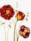 Poppies by Julia Ogden Wall Art Décor 31 1/2 x 23 1/2 inch Art Print